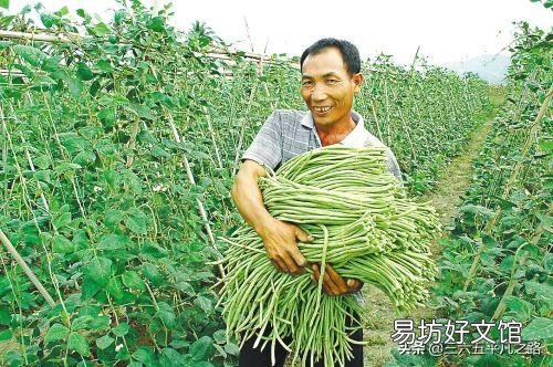 花生与豇豆可连作吗?