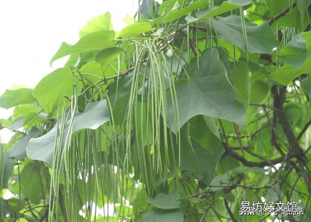 花生与豇豆可连作吗?