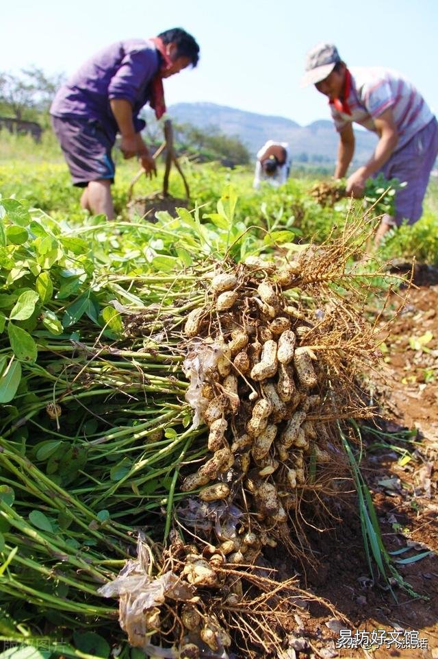 花生与豇豆可连作吗?