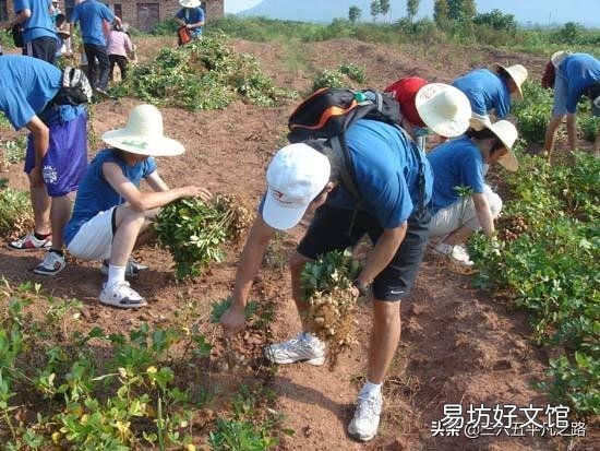 花生与豇豆可连作吗?