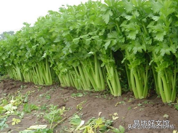 芹菜的产量上不去该怎么办？