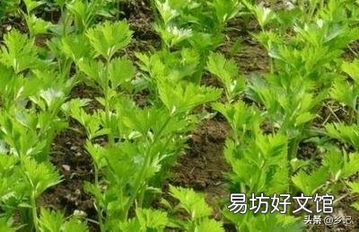 芹菜的产量上不去该怎么办？