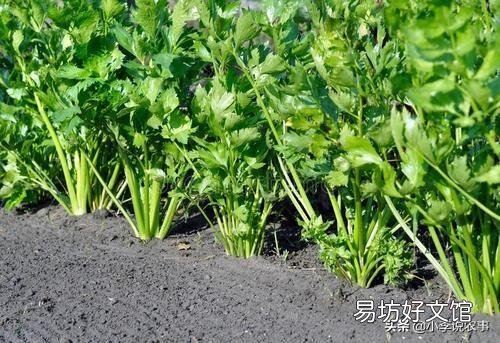 芹菜的产量上不去该怎么办？