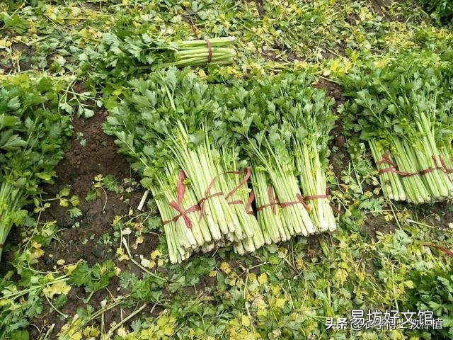 芹菜的产量上不去该怎么办？