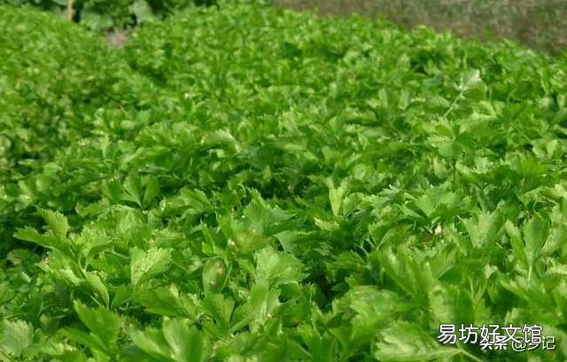 芹菜的产量上不去该怎么办？