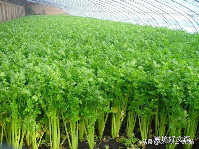 芹菜的产量上不去该怎么办？