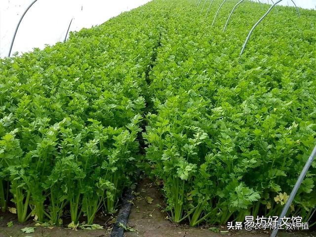 芹菜的产量上不去该怎么办？