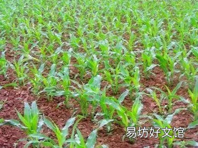 玉米苗水淹矮小发黄还要喷助壮素吗?