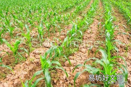 玉米苗水淹矮小发黄还要喷助壮素吗?