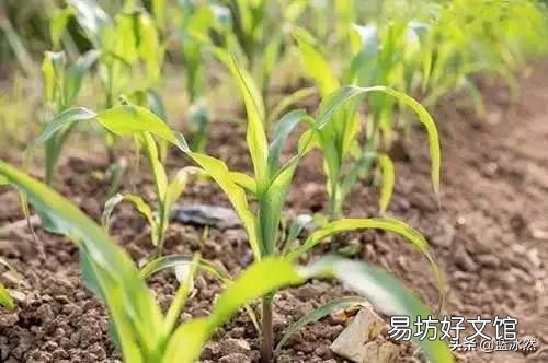 玉米苗水淹矮小发黄还要喷助壮素吗?