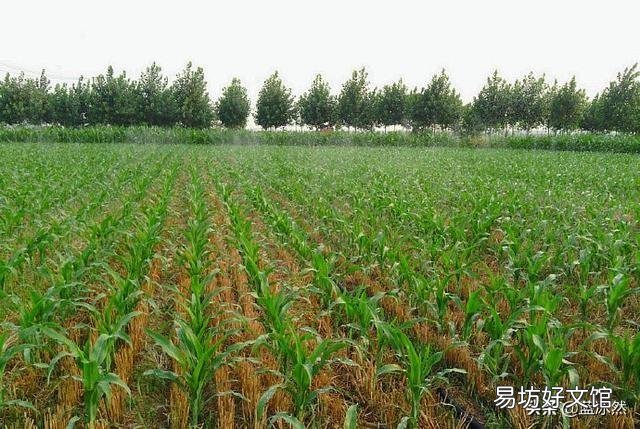 玉米苗水淹矮小发黄还要喷助壮素吗?