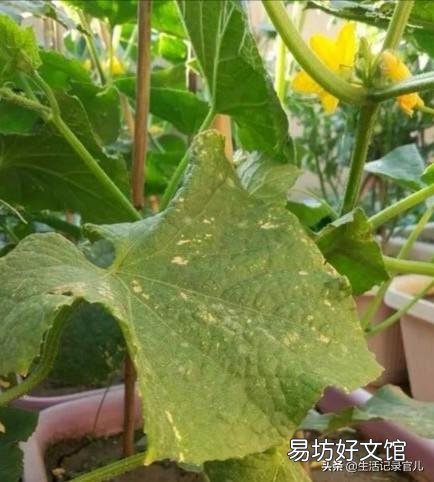 正是接黄瓜的时候,叶子黄了,而且黄瓜也不爱长,这是什么原因?