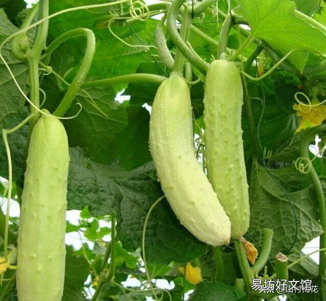 正是接黄瓜的时候,叶子黄了,而且黄瓜也不爱长,这是什么原因?