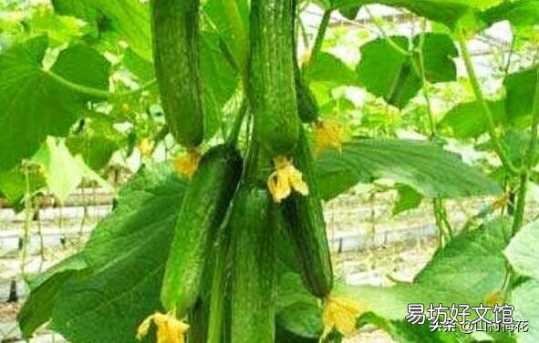 正是接黄瓜的时候,叶子黄了,而且黄瓜也不爱长,这是什么原因?