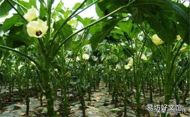 农村种植秋葵蔬菜能赚钱吗?