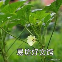 农村种植秋葵蔬菜能赚钱吗?