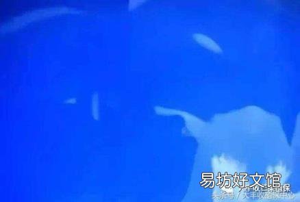 怎样配制波尔多液最好 波尔多液配制方法