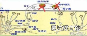 怎样配制波尔多液最好 波尔多液配制方法