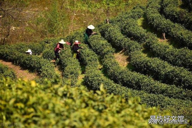 信阳毛尖属于哪类茶 信阳毛尖什么茶