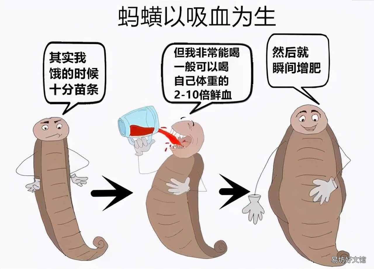 身上涂什么可以防蚂蚁 蚂蝗怕什么