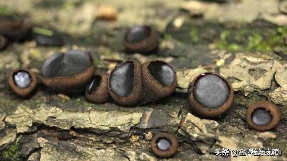东北山货特产 东北山货