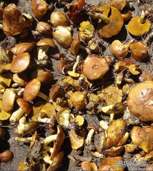 东北山货特产 东北山货