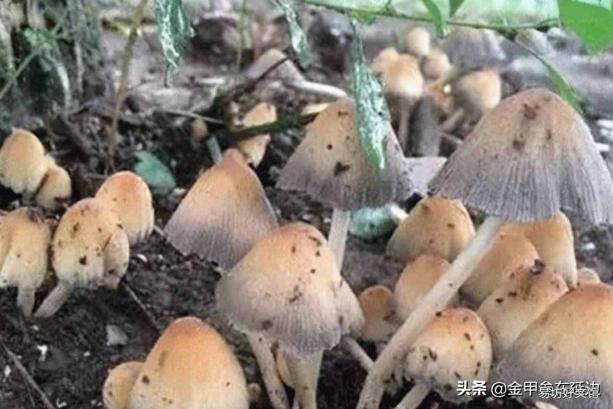 东北山货特产 东北山货