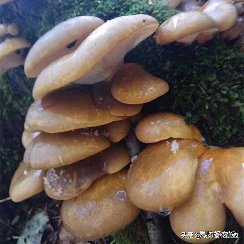 东北山货特产 东北山货