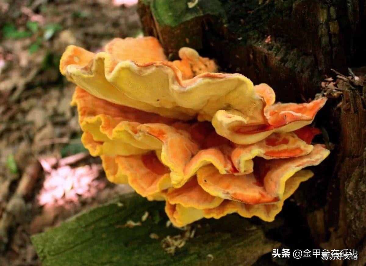 东北山货特产 东北山货