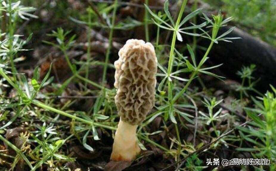 东北山货特产 东北山货
