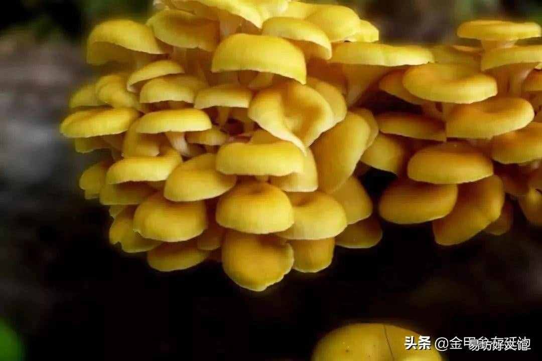 东北山货特产 东北山货