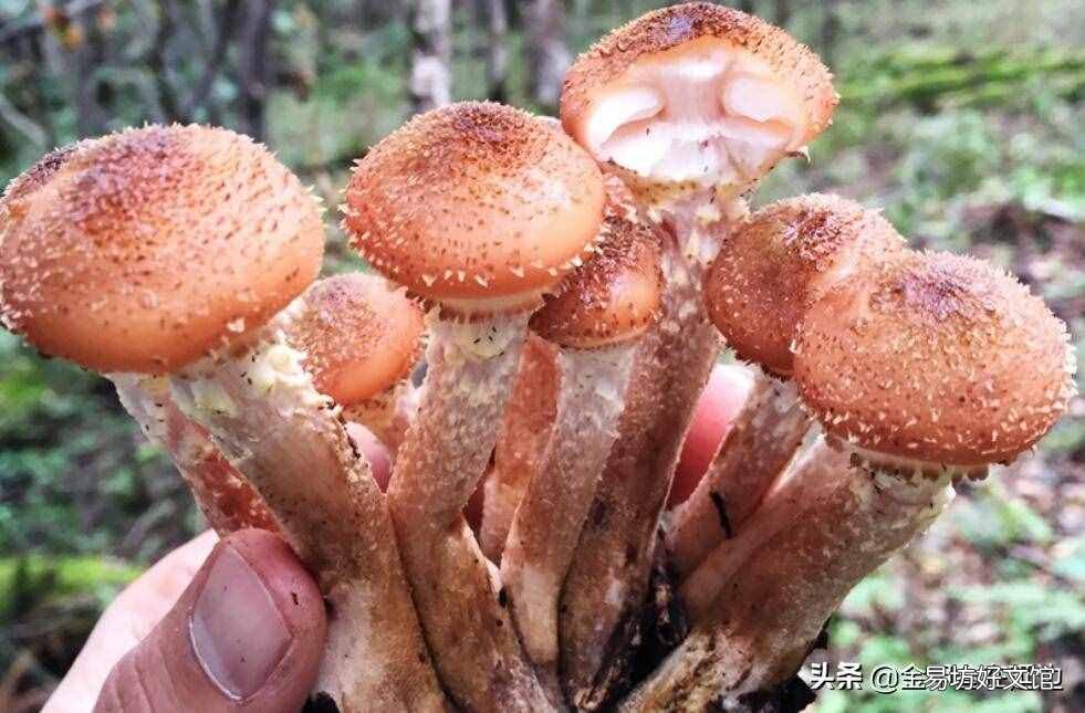 东北山货特产 东北山货