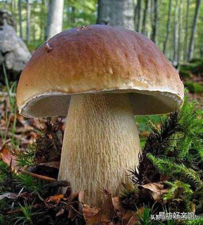 东北山货特产 东北山货