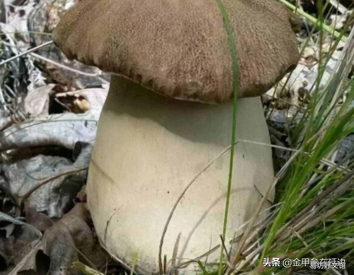 东北山货特产 东北山货