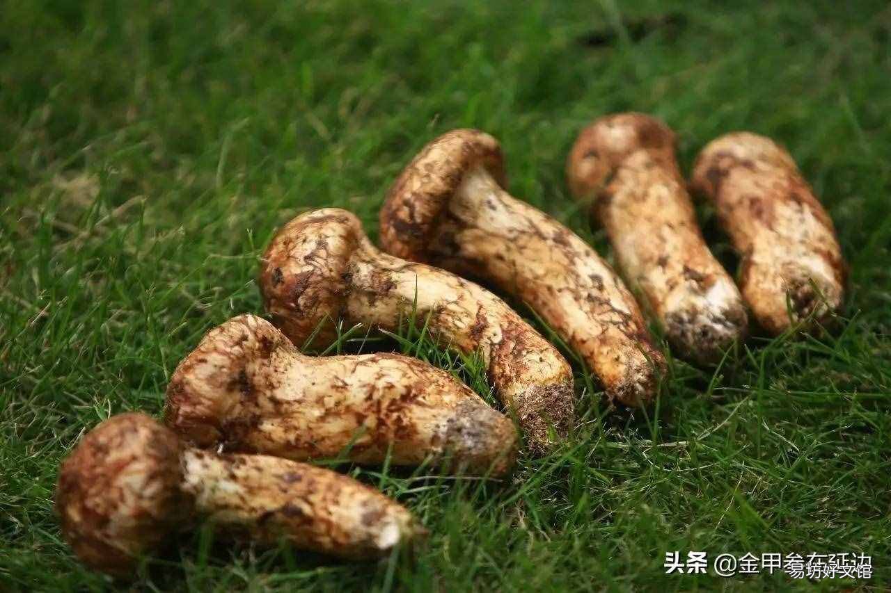 东北山货特产 东北山货
