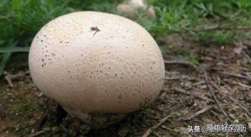 东北山货特产 东北山货