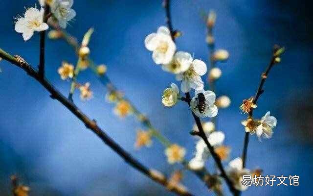 天网恢恢的下一句是什么 天网恢恢的下一句