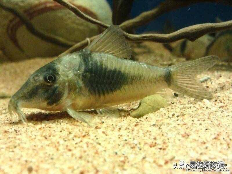 什么鼠最爱干净 脑筋急转弯 什么鼠最爱干净