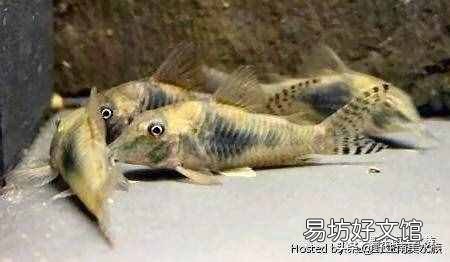 什么鼠最爱干净 脑筋急转弯 什么鼠最爱干净
