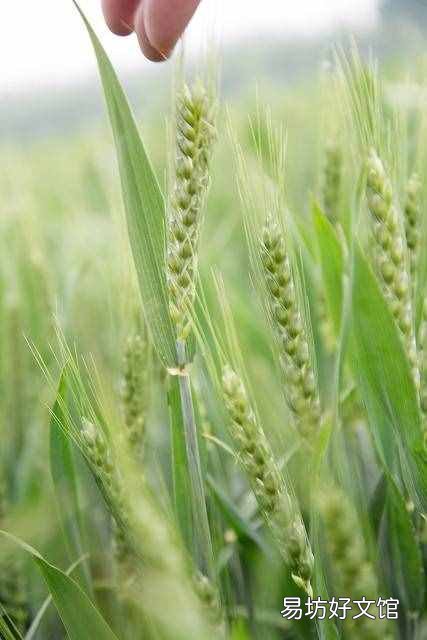 二十四节气表时间表 立夏时间