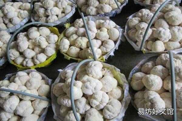 猴头菇的产地哪里最好 猴头菇产地
