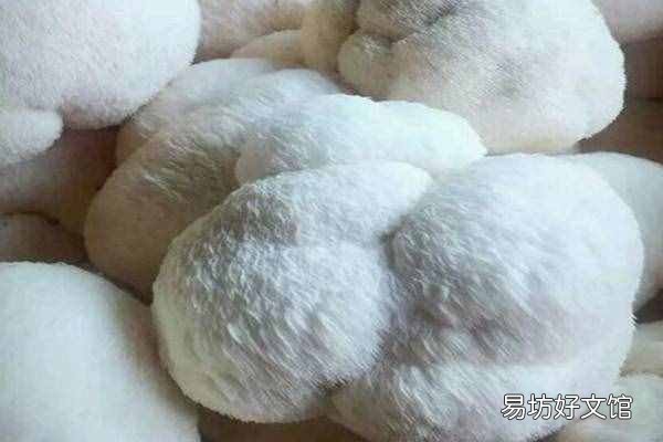 猴头菇的产地哪里最好 猴头菇产地