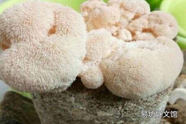 猴头菇的产地哪里最好 猴头菇产地