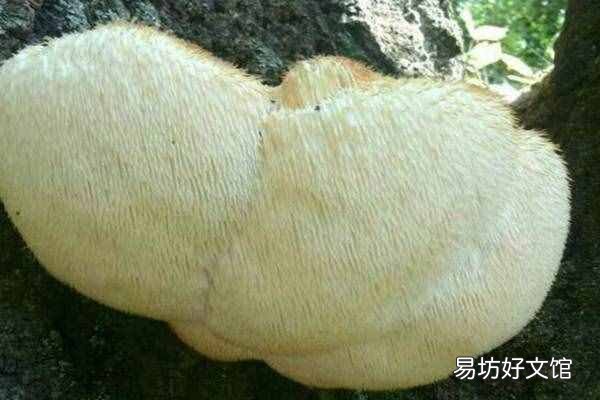 猴头菇的产地哪里最好 猴头菇产地
