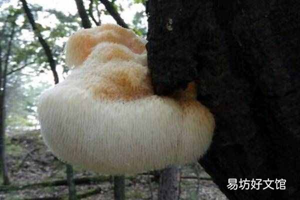 猴头菇的产地哪里最好 猴头菇产地