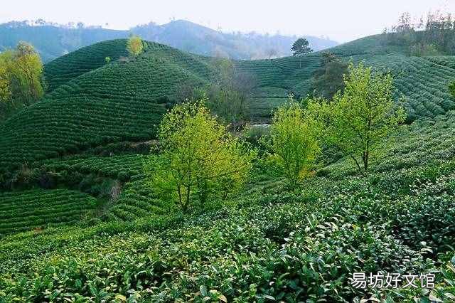 信阳毛尖茶叶多少钱 信阳毛尖是什么茶