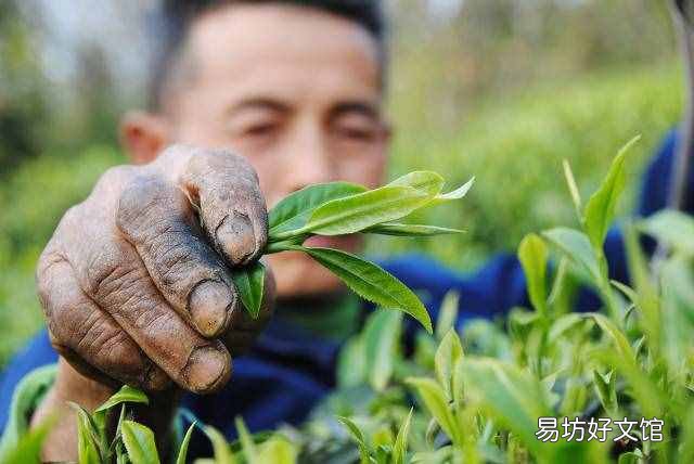 信阳毛尖茶叶多少钱 信阳毛尖是什么茶