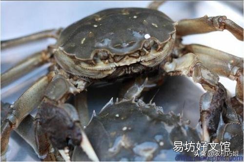今年龙虾和螃蟹价格低迷,明年还会养吗?