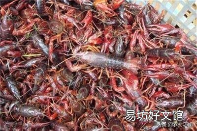 今年龙虾和螃蟹价格低迷,明年还会养吗?