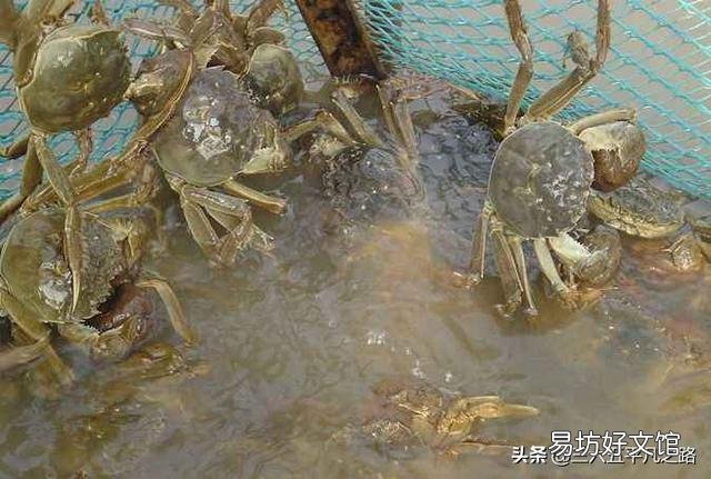 今年龙虾和螃蟹价格低迷,明年还会养吗?